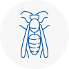 Coleshill Wasp Nest Removal